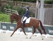 Cheval de dressage - 5 ans 