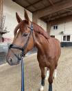 Cheval de dressage - 5 ans 