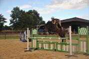 Loue poney de sport  pour cso cce ou hunter