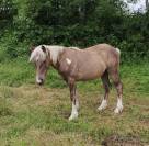 Poulain Seal brown silver pie tobiano