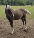 Poulain Seal brown silver pie tobiano