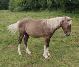 Poulain Seal brown silver pie tobiano