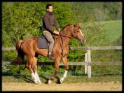 A vendre Cheval de sport