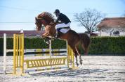 A vendre Cheval de sport