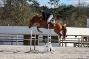 A vendre Cheval de sport