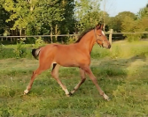 Beau foal mâle mai 2024