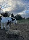 Entier Irish cob 