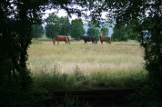 PENSION CHEVAUX PRE PADDOCK BOXES ABRIS TRAVAIL COATCH