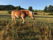 PENSION CHEVAUX PRE PADDOCK BOXES ABRIS TRAVAIL COATCH