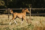 Poulain poney français de selle 