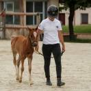 Poulain poney français de selle 