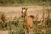 Poulain poney français de selle 