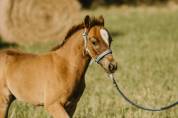 Poulain poney français de selle 