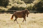 Poulain poney français de selle 