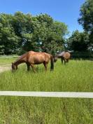 Pension poneys et chevaux - Margaux Pardon - 77 La Trétoire