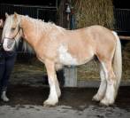 Irishcob