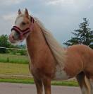 Irishcob