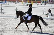 PONEY DE DRESSAGE à louer