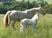 Poulinière Race crème Cremello 15 ans  pleine 