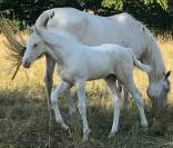 Poulinière Race crème Cremello 15 ans  pleine 