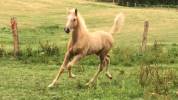 Poulinière Race crème Cremello 15 ans  pleine 