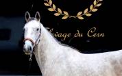 Hongre 5 ans (Cap Kennedy BM X Dandy)