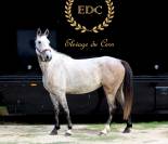 Hongre 5 ans (Cap Kennedy BM X Dandy)