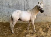 joli Welsh palomino