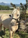 Welsh palomino