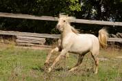 Poney Welsh palomino
