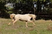 Poney Welsh palomino