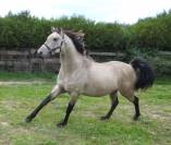 jeune cheval de dressage isabelle top allures