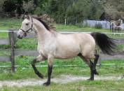 jeune cheval de dressage isabelle top allures