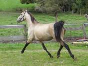 jeune cheval de dressage isabelle top allures