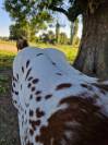 appaloosa ApHC male