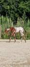 appaloosa ApHC male