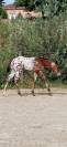 appaloosa ApHC male