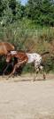 appaloosa ApHC male