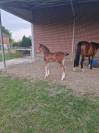 Potro sBs Caballo de Deporte Belga En venta 2025 Bayo por Pifte van het houtemhof