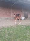 Potro sBs Caballo de Deporte Belga En venta 2025 Bayo por Pifte van het houtemhof