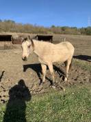 Poney COPB 2ans