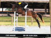 Top cheval Amateur à un prix attractif