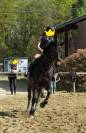 Top cheval Amateur à un prix attractif