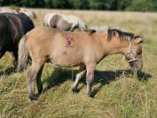 Foals mâles et femelles de tailles A et B