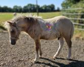 Foals mâles et femelles de tailles A et B