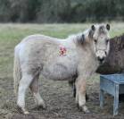 3 FOALS de tailles A et B