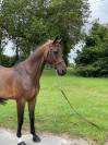 Hongre 8 ans - Cornet x Contender - Gros moyens