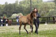 poney mâle au sevrage