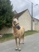 Vends Ponette pfs D de sport. 