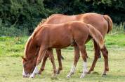 à réserver foal SF au sevrage